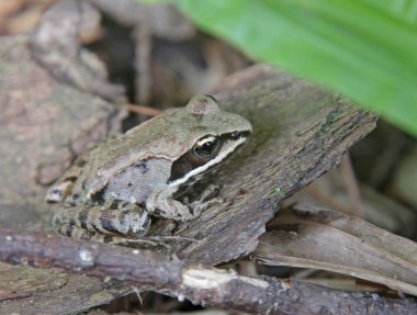 A Wood Frog (Rana sylvatica) on the floor of the forest. clipart