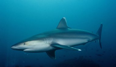 Silvertip Shark, Silvertip Alley, Papua New Guinea clipart