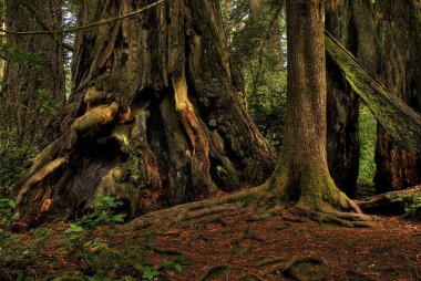 Redwood Trees 0214. Ancient redwood trees in a California forest. clipart