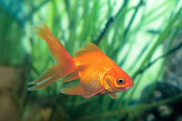 Der Goldene Kleine Fisch Auf Chinesisch Ein Zeichen Bringt Wohlstand — Stockfoto