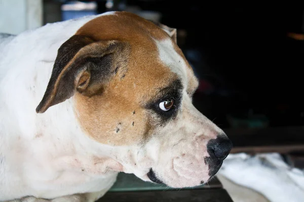 Pes Smutnýma Očima Fotka — Stock fotografie