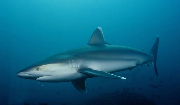 银尖鲨鱼 银尖巷 巴布亚新几内亚 — 图库照片