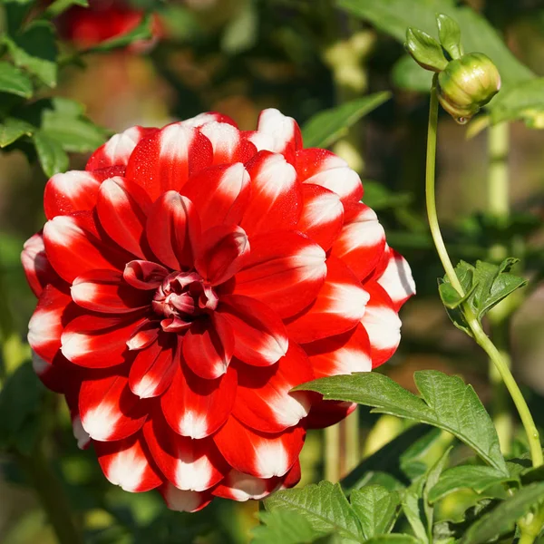 Dahlie Dahlia Blumen Des Sommers — Stockfoto