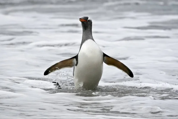 Gentoo Pingüino Pygoscelis Papua Caminando Playa Regresar Viaje Alimentación Sea —  Fotos de Stock