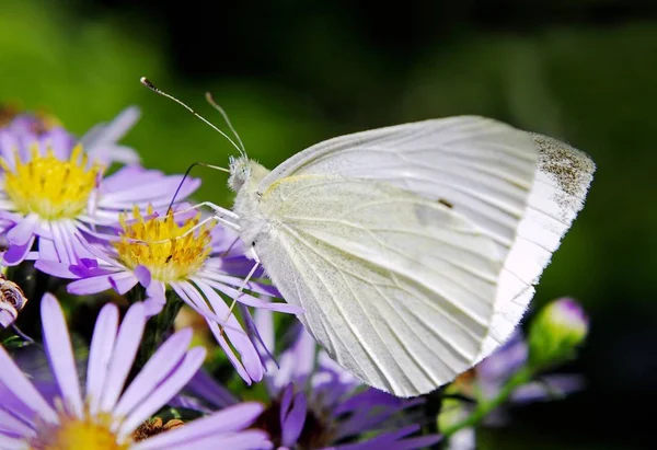 Close Van Butterfly Selectieve Focus — Stockfoto