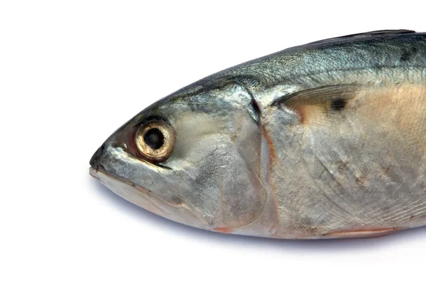 Fresh Mackerel Fish Isolated White Background — Stock Photo, Image