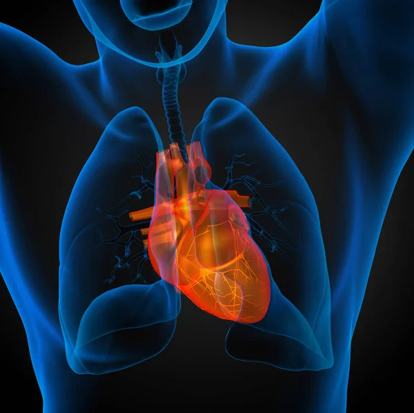 Оказана Медицинская Иллюстрация Человеческого Сердца Вид Спереди — стоковое фото