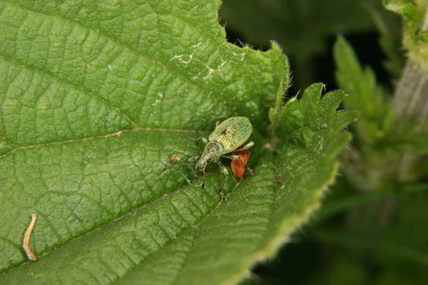 Weevil Curculio Uma Folha — Fotografia de Stock