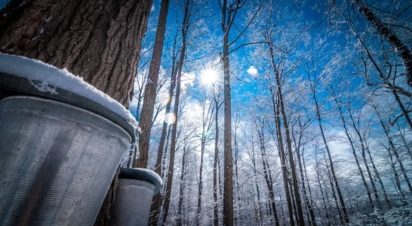 シーズンが始まるときと同じようにメープルシロップ 砂糖小屋の森に散歩 — ストック写真