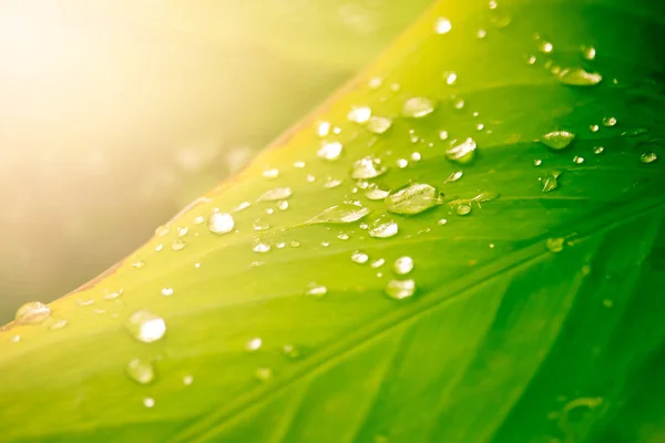 Närbild Vatten Droppe Gröna Lövträd — Stockfoto