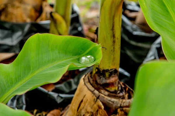 Drops on the banana leaf,Banana leaf texture