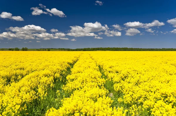 Kvetoucí Žluté Pole Znásilnění Mraky Modrém Nebi — Stock fotografie