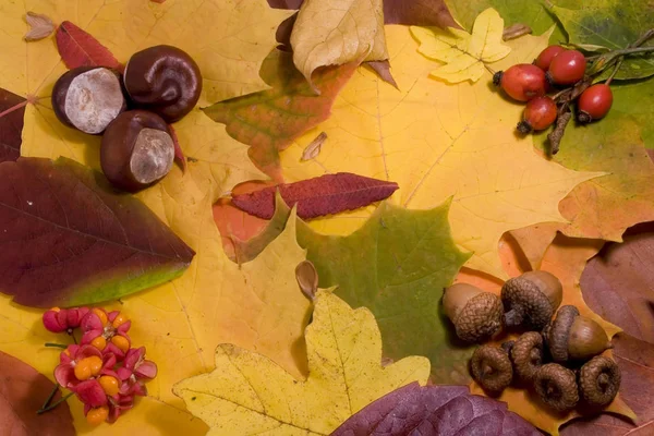 Herfst Stilleven Kleurrijke Bladeren Andere Herfst Spullen — Stockfoto