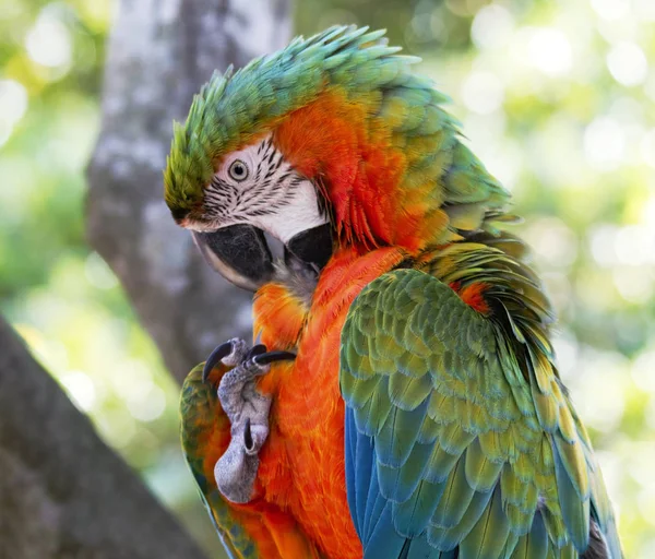 Garras Papagaio Coloridas Peito Bem Área Coração Sentimentos — Fotografia de Stock