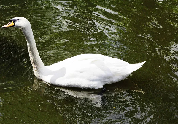 都市公園の池に浮かぶ美しいホワイト スワン — ストック写真