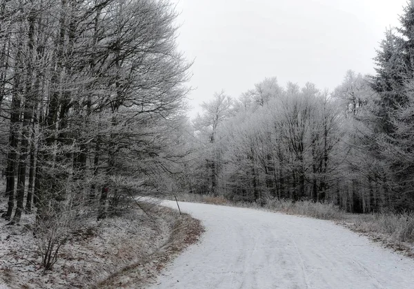 Vinter Snö Omfattas Skogsväg Kvällen — Stockfoto