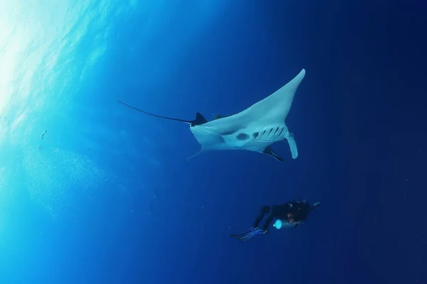 Pasifik Okyanusu Manta Ray Dalış Sualtı Galapagos Adaları — Stok fotoğraf