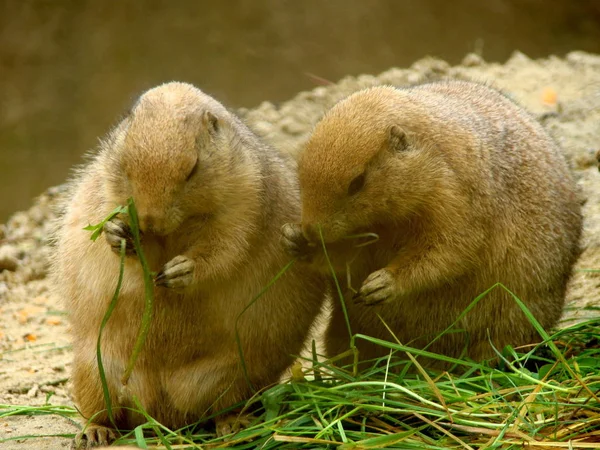 Dos Comer Marmotas Del Desierto — Foto de Stock