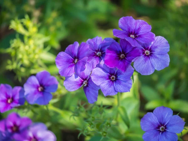 Phlox Paniculata Bahçe Phlox — Stok fotoğraf