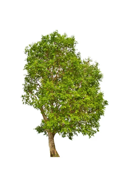 Tree Isolate White Background — Stock Photo, Image