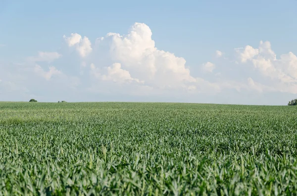 Stora Gröna Råg Fält Och Blå Himmel Och Moln Bakgrund — Stockfoto