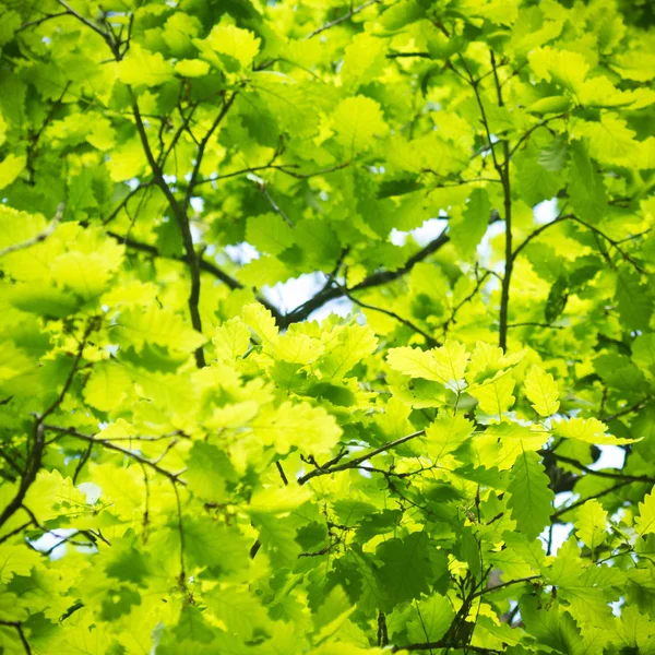 Plantas Para Fundo Natural Série Natureza — Fotografia de Stock