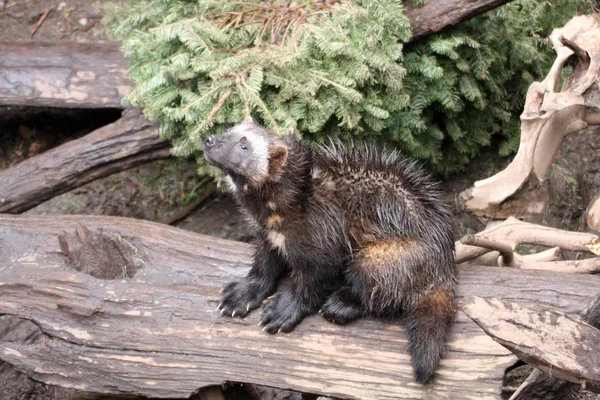 Wolverine Foto Tomada Northwest Trek Wildlife Park — Foto de Stock
