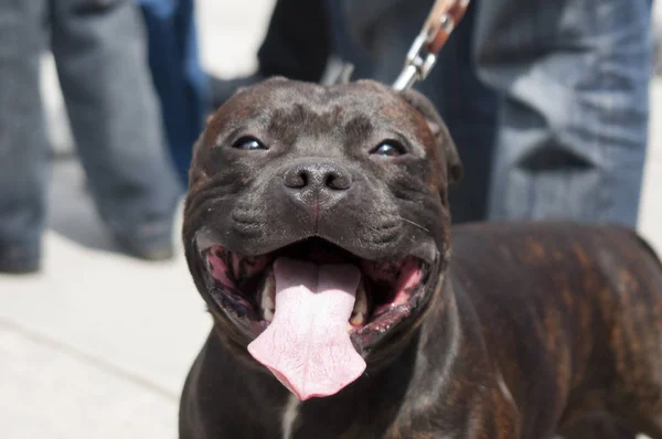 Amerikaanse Staffordshire Terries Een Gelukkig Uitgaande Stabiele Vol Vertrouwen Hond — Stockfoto