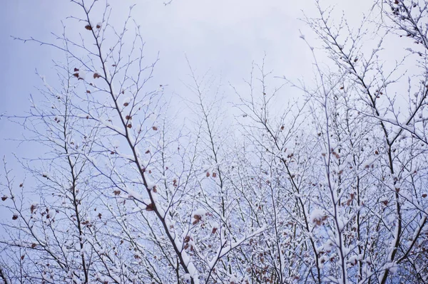 Verschneite Winterszene Einem Wald — Stockfoto