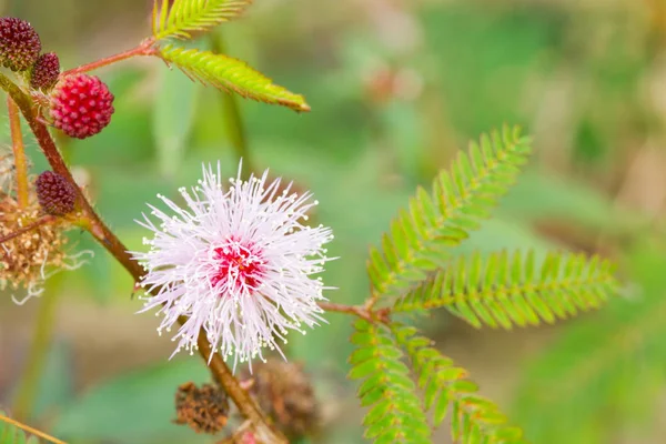 Vackra Mimosa Pudica Linn Odlas Med Gångstig — Stockfoto