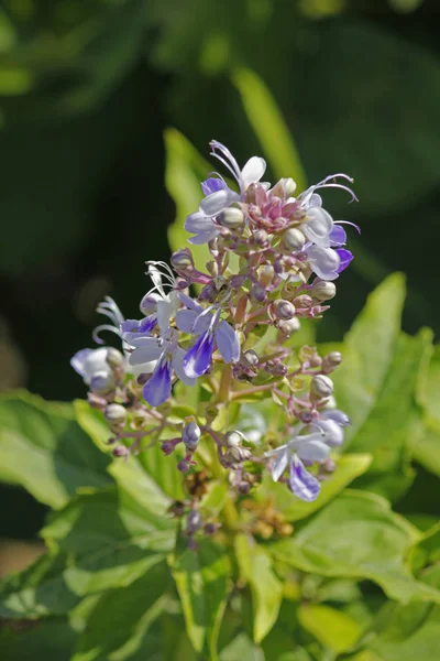 龙舌兰 俗称蓝色喷泉灌木 蓝花的荣耀树 甲虫杀手是一种开花植物科 它以前被归类为色拉 — 图库照片