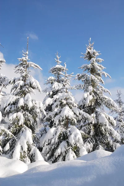 Árboles Nevados Cubiertos Paisaje Austriaco Invierno — Foto de Stock