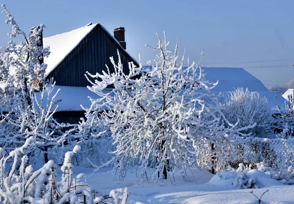 Landskap Med Trädgård Träd Täckta Med Fluffig Vit Snö Södra — Stockfoto