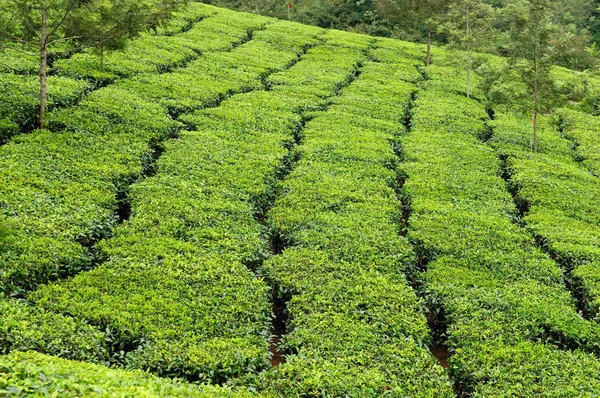 Свежий Зеленый Чай Усадьба Штате Керала Южная Индия — стоковое фото