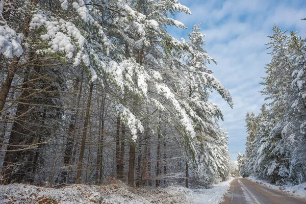 Jasny Słoneczny Mroźny Zimowy Poranek Znajduje Lasy Nanoszone Mrożone Świeży — Zdjęcie stockowe