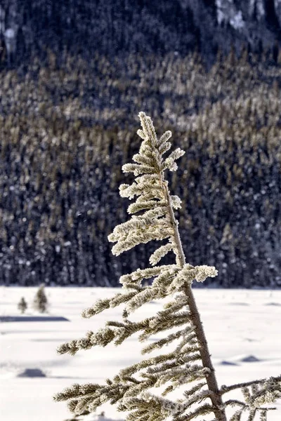 Pino Invierno Cubierto Nieve Alberta —  Fotos de Stock