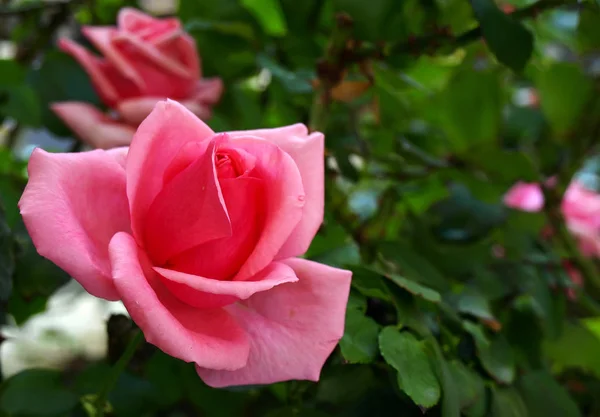 Макроснимок Дикой Розовой Розы — стоковое фото