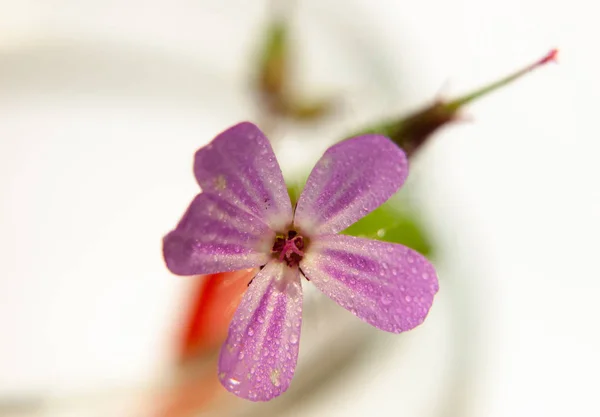 Μικρό Ενιαίο Ροζ Άγριο Λουλούδι Ροζ Κάμπιον Επάνω Κοντά Υγρό — Φωτογραφία Αρχείου