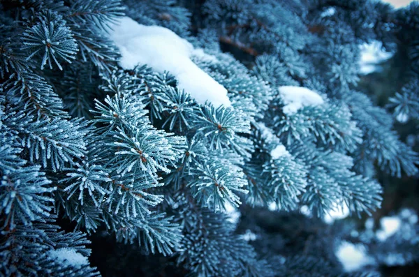 Geada Inverno Abeto Árvore Natal Close Shallow Profundidade Campo — Fotografia de Stock