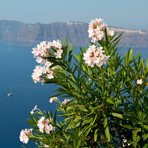 Europe Vacances Cyclades Santorini Vieille Ville Blanc Ciel — Photo