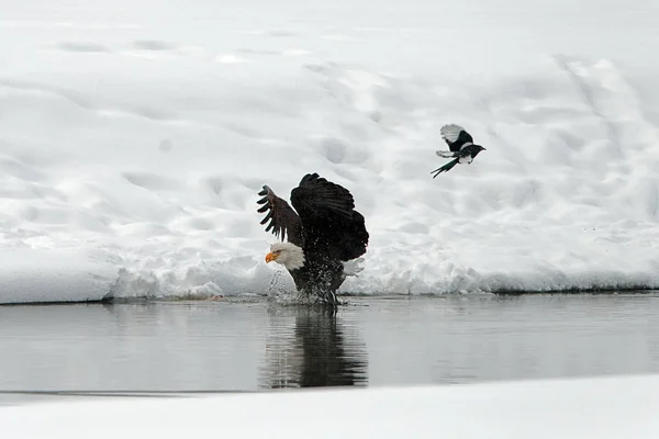 Bald Eagle Haliaeetus Leucocephalus Landed Water Wings Spread Backward — Stock Photo, Image