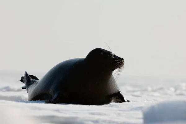 Ladoga Seal Ladoga Seal Native Habitat Winter Ladoga Lake — Stock Photo, Image