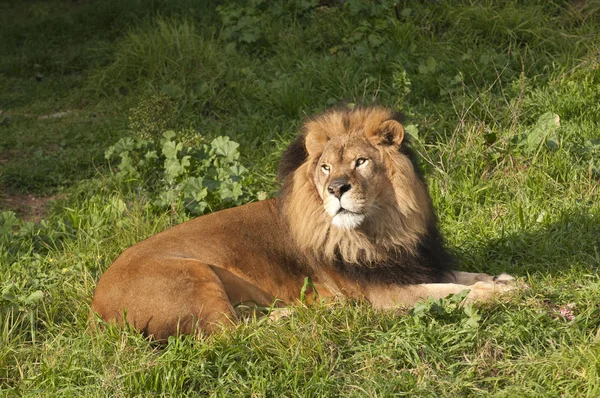 Löwenmännchen Panthera Leo Ruht Sich Nach Einer Mahlzeit Aus — Stockfoto