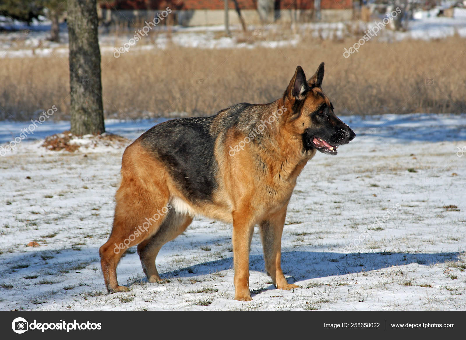 large male german shepherd