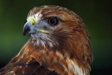 Close up portrait of a wild red tailed hawk clipart