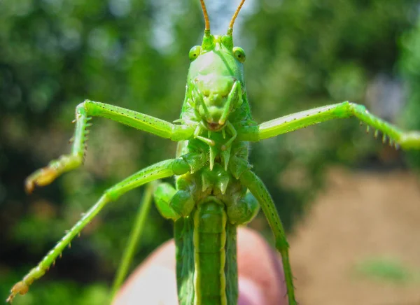 Insetto Locusta Verde Baffi Piede Natura Parassiti — Foto Stock