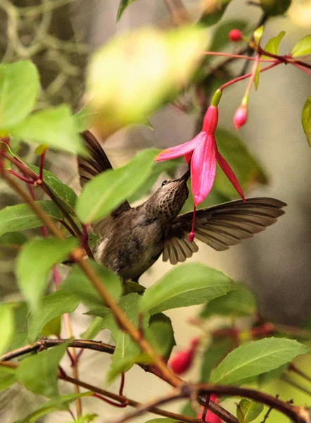 アンナス ハチドリ アンナ Calypte 春の植物園で花の果汁 — ストック写真