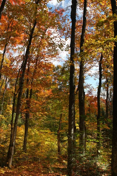 캐나다 알곤킨 주립공원의 가을색이 가을이 빛나는 따스한 — 스톡 사진