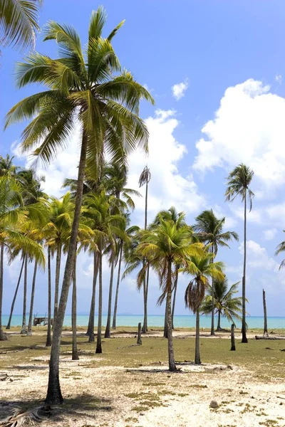Una Hermosa Playa Palmeras Terengganu Malasia — Foto de Stock