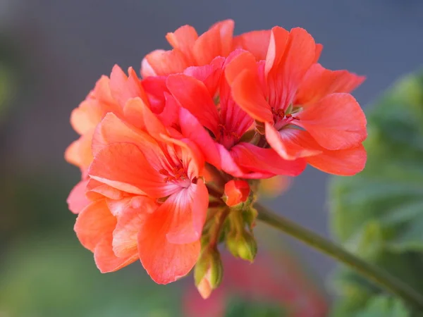 庭の赤い花の花のクローズ アップ — ストック写真